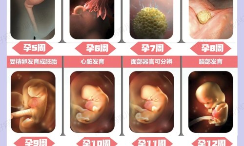 【茯苓有什么药用价值】茯苓有什么用处和功效 - 哪些是茯苓的功效网